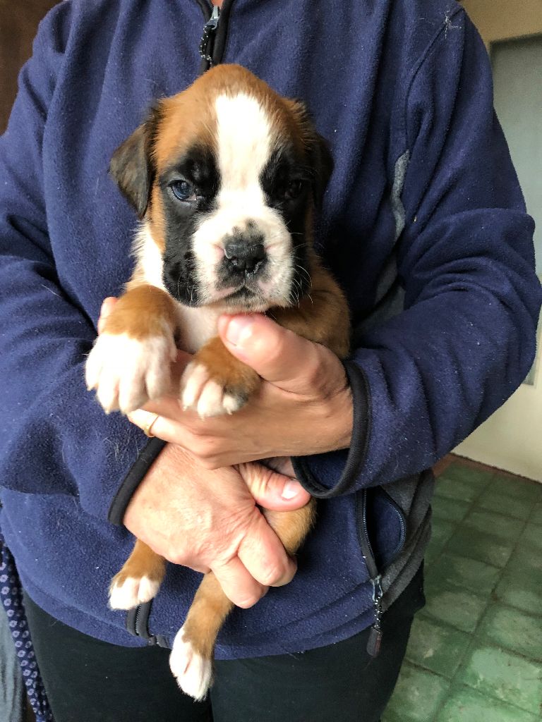 Philippe Merlin - Chiot disponible  - Boxer