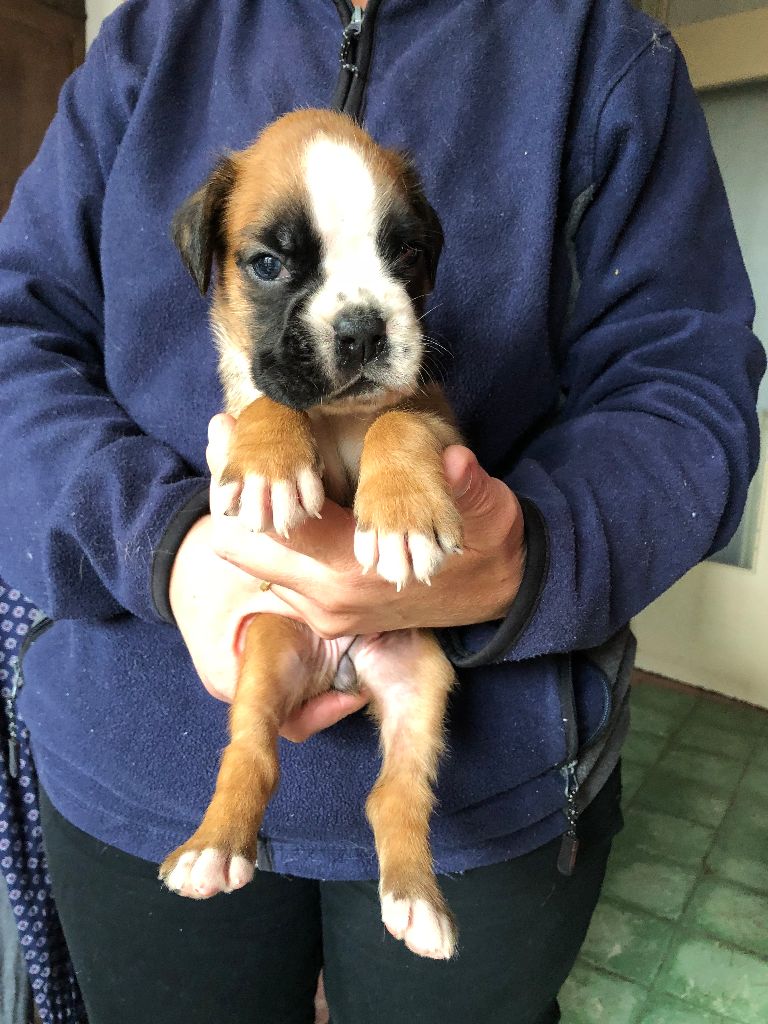 Philippe Merlin - Chiots disponibles - Boxer