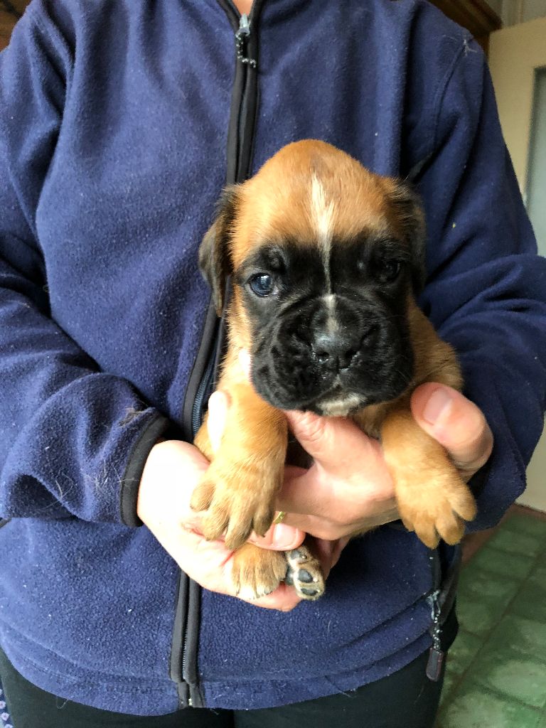 Philippe Merlin - Chiots disponibles - Boxer