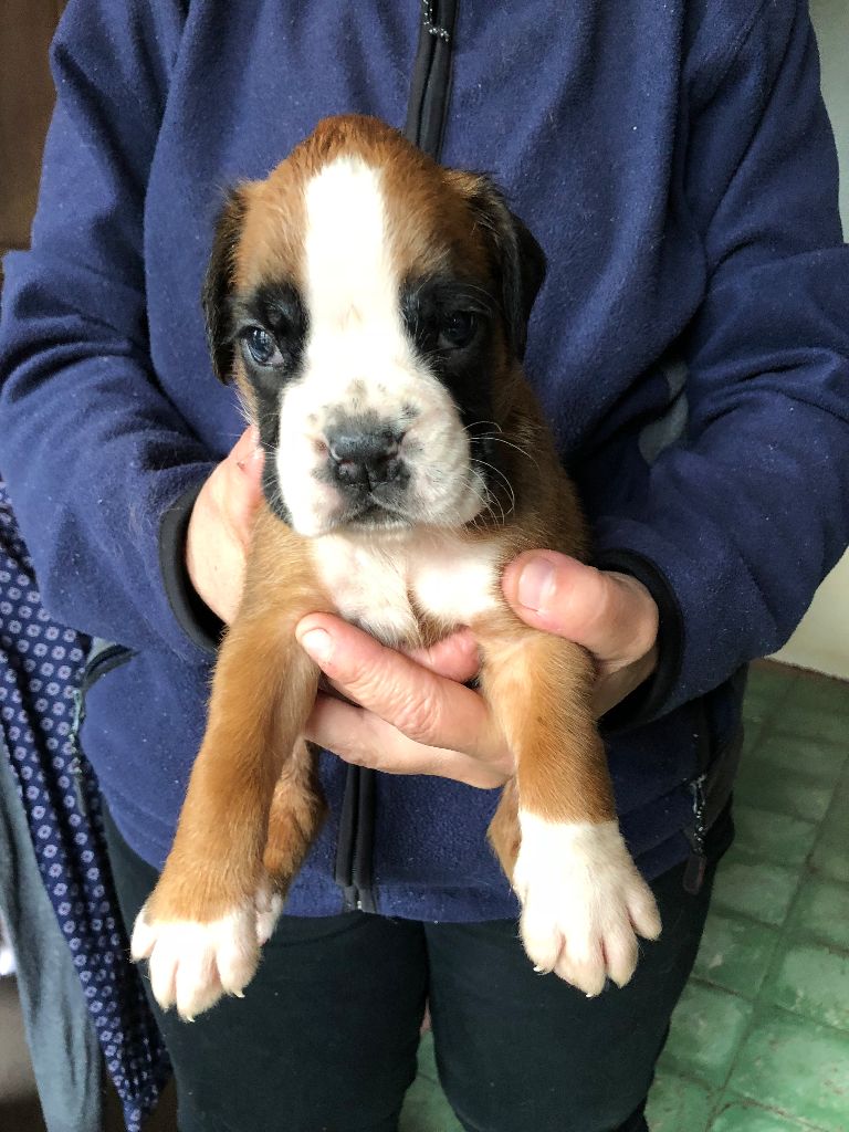 Philippe Merlin - Chiots disponibles - Boxer