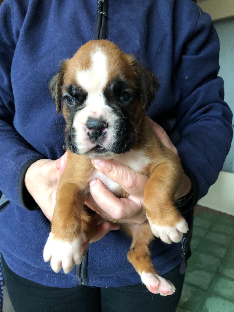 Philippe Merlin - Chiots disponibles - Boxer